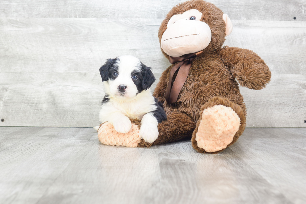 Mini Bernedoodle Pup Being Cute