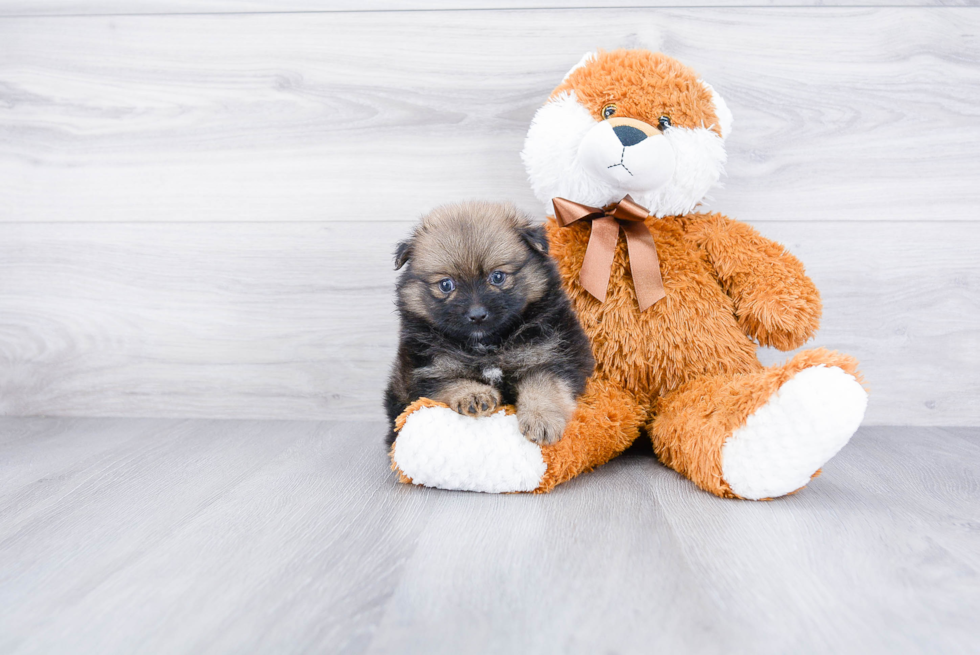 Small Pomeranian Purebred Pup