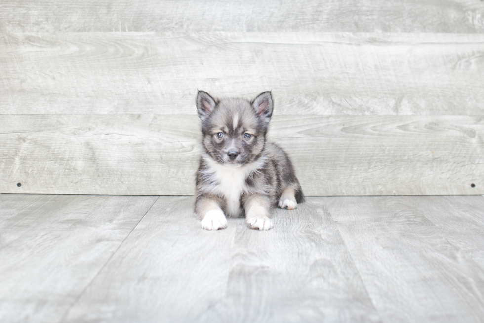 Funny Pomsky Designer Pup