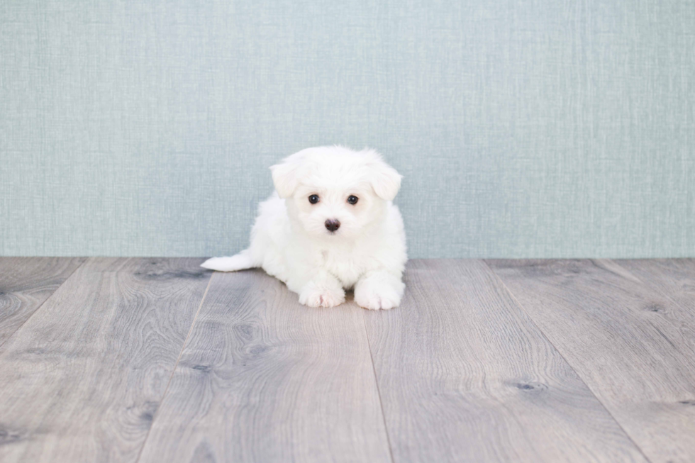 Hypoallergenic Maltese Baby