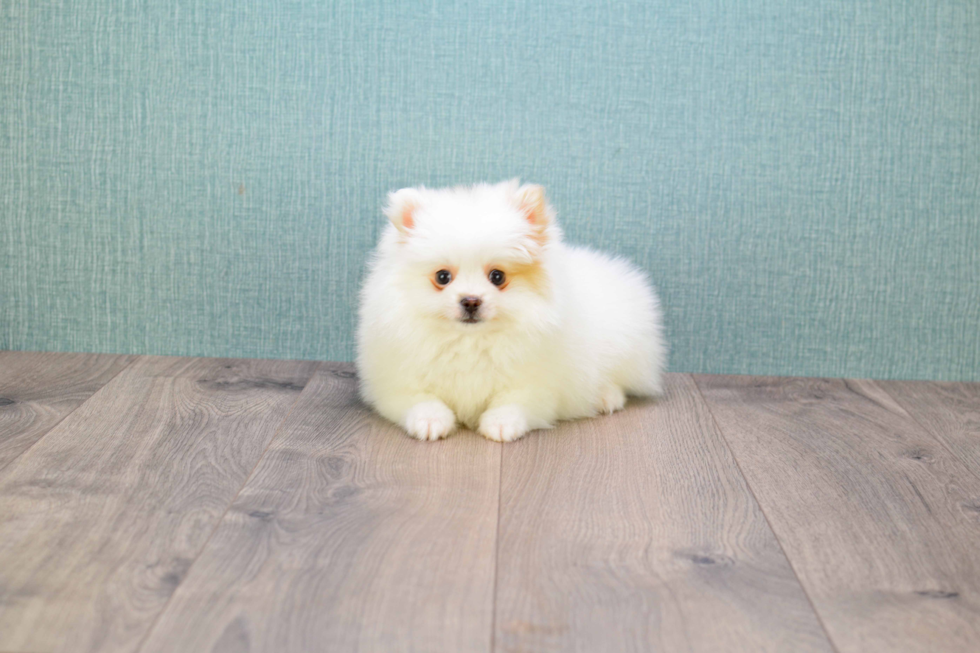 Popular Pomeranian Baby