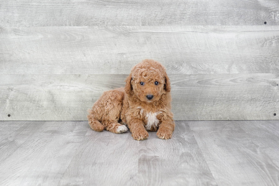 Best Mini Goldendoodle Baby