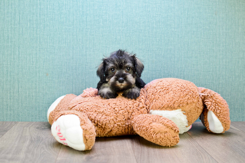 Cute Mini Schnauzer Baby