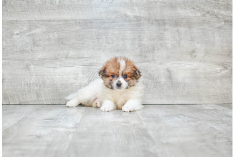 Hypoallergenic Pomeranian Baby