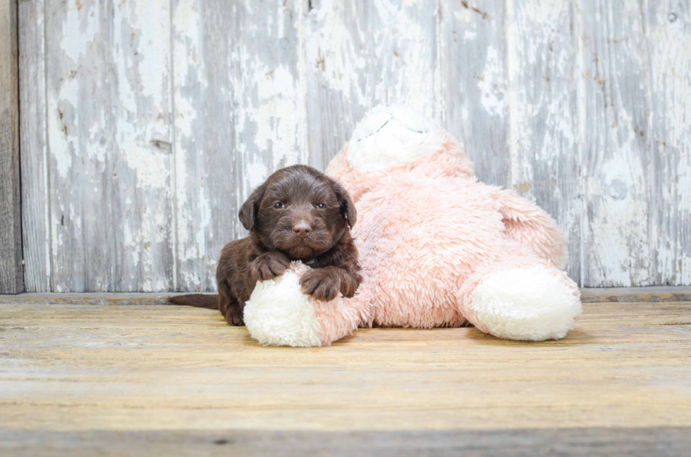 Mini Labradoodle Puppy for Adoption