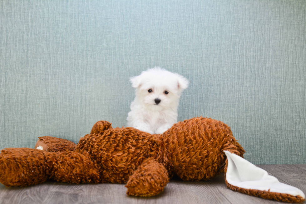 Playful Maltese Baby