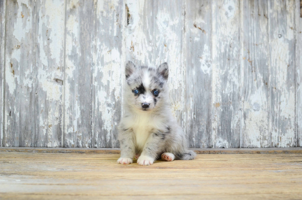 Petite Pomsky Designer Pup