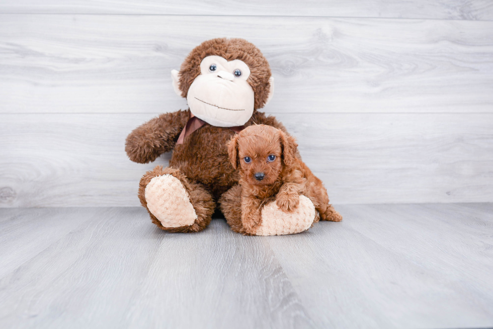 Best Cavapoo Baby