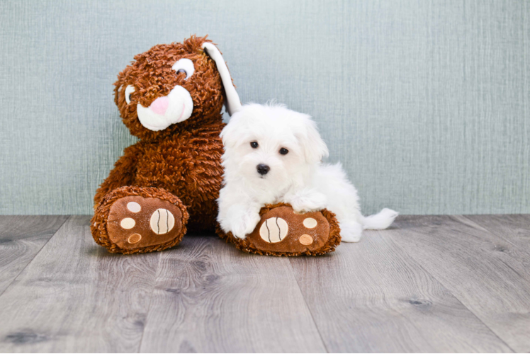 Hypoallergenic Maltese Baby