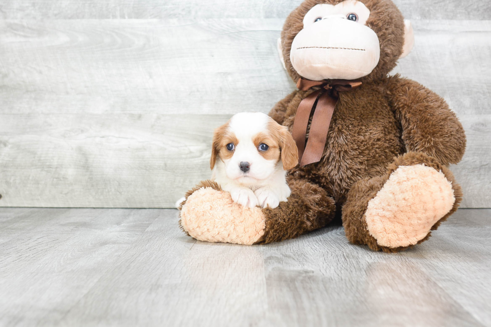 Playful Cavalier King Charles Spaniel Baby