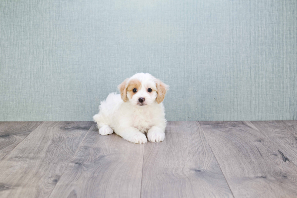 Smart Cavapoo Poodle Mix Pup