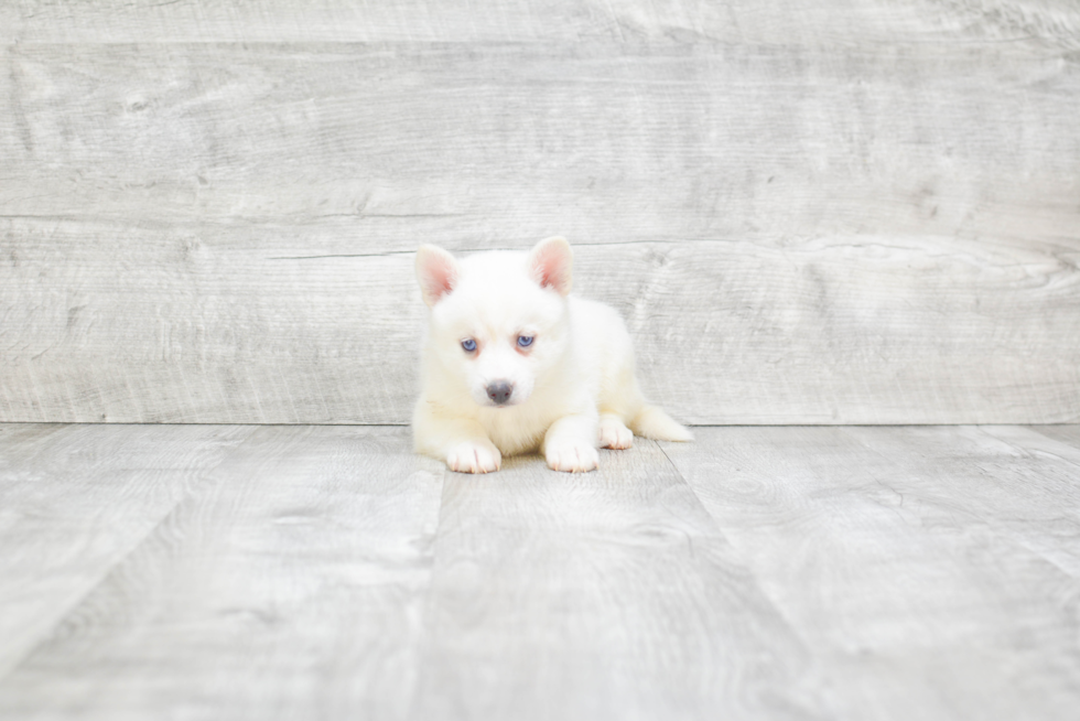 Pomsky Puppy for Adoption