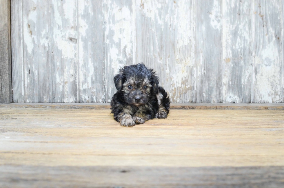 Friendly Yorkie Poo Baby