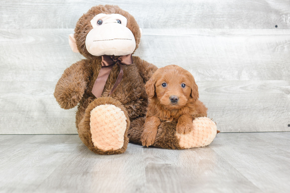 Best Mini Goldendoodle Baby