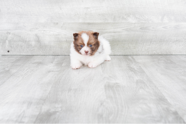 Best Pomeranian Baby