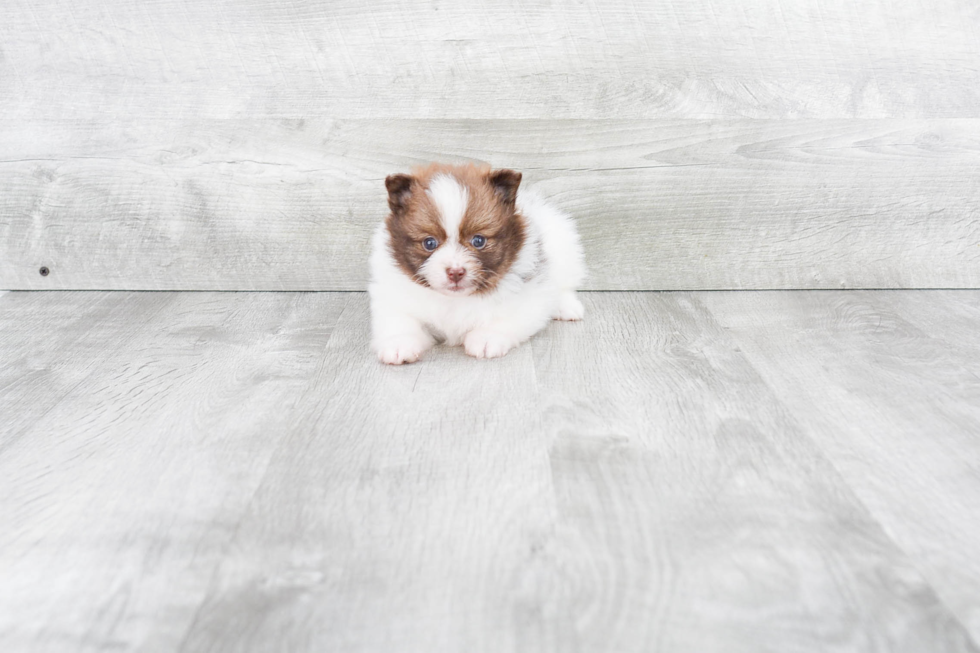 Best Pomeranian Baby