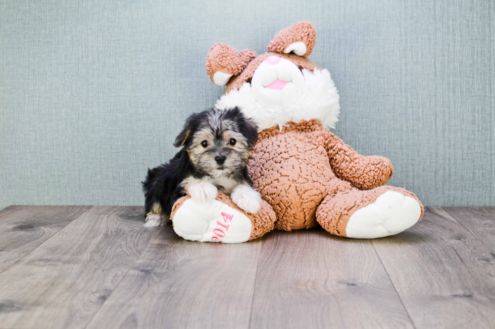 Morkie Pup Being Cute