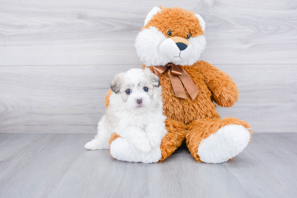 Smart Havanese Purebred Puppy