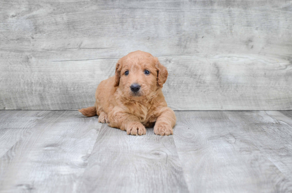 Popular Mini Goldendoodle Poodle Mix Pup