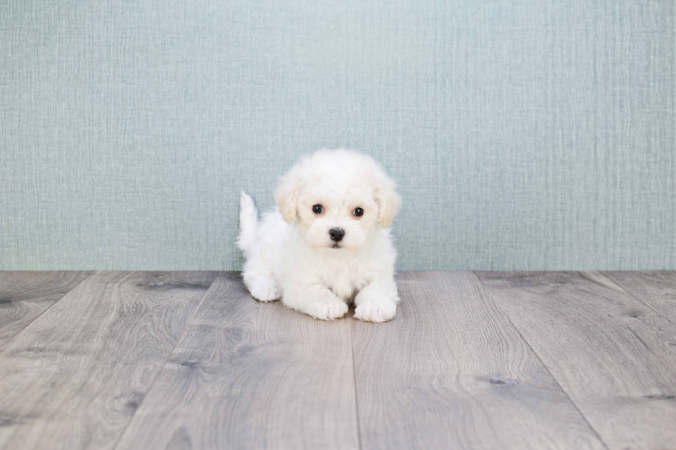 Funny Maltipoo Poodle Mix Pup