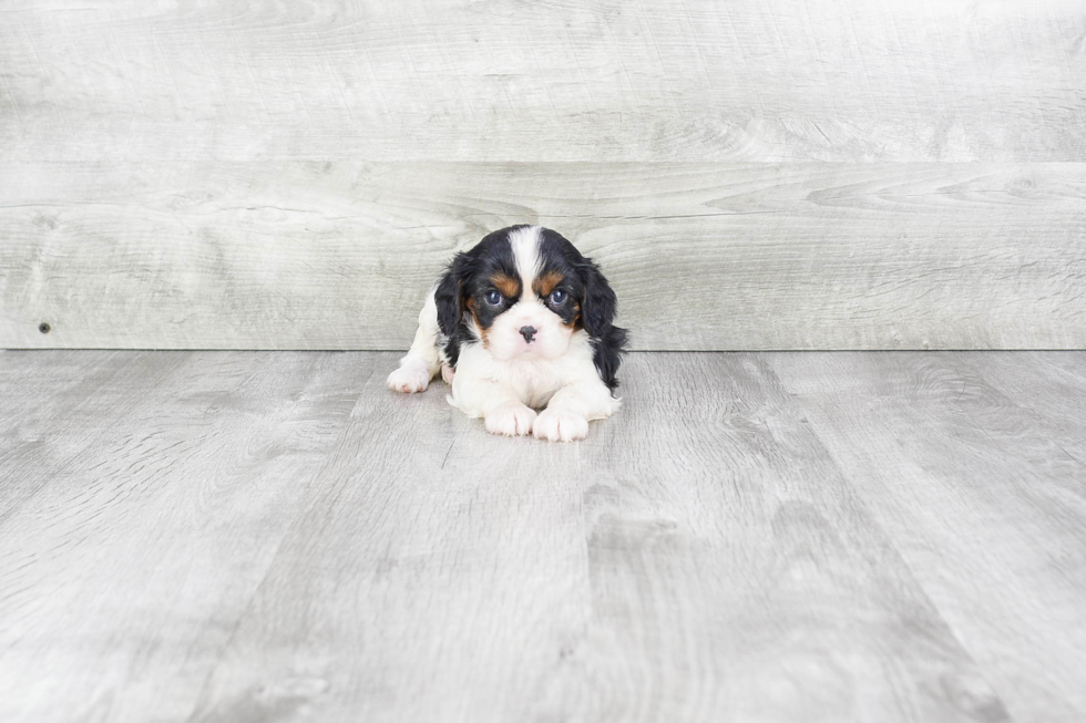 Cavalier King Charles Spaniel Puppy for Adoption