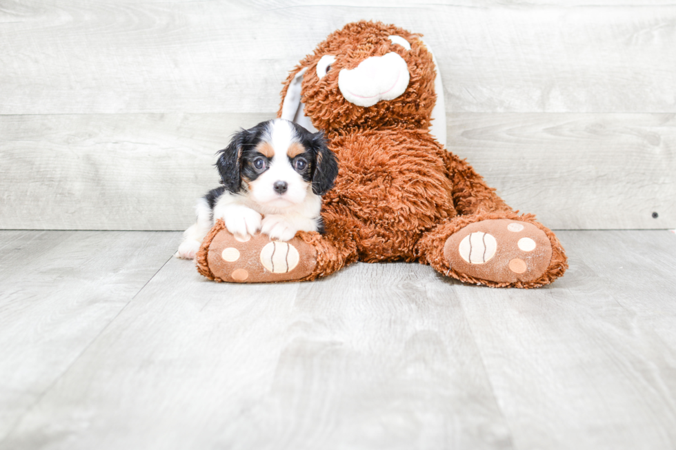 Cavalier King Charles Spaniel Puppy for Adoption