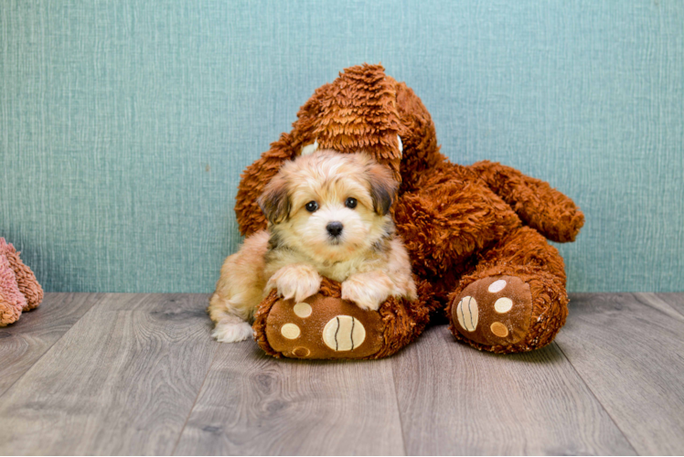 Morkie Pup Being Cute