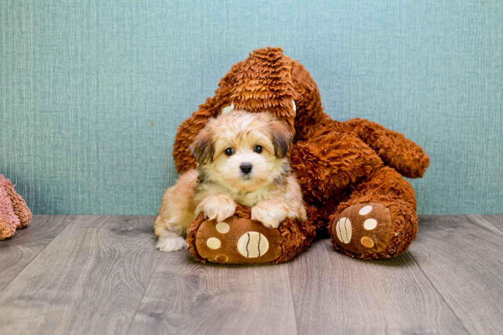 Morkie Pup Being Cute