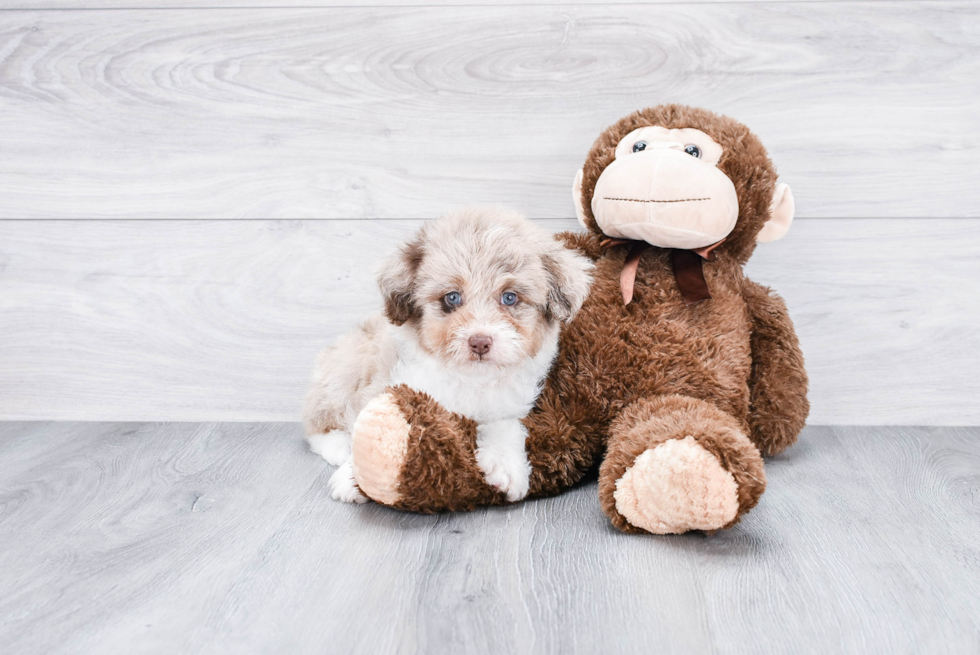 Happy Mini Aussiedoodle Baby