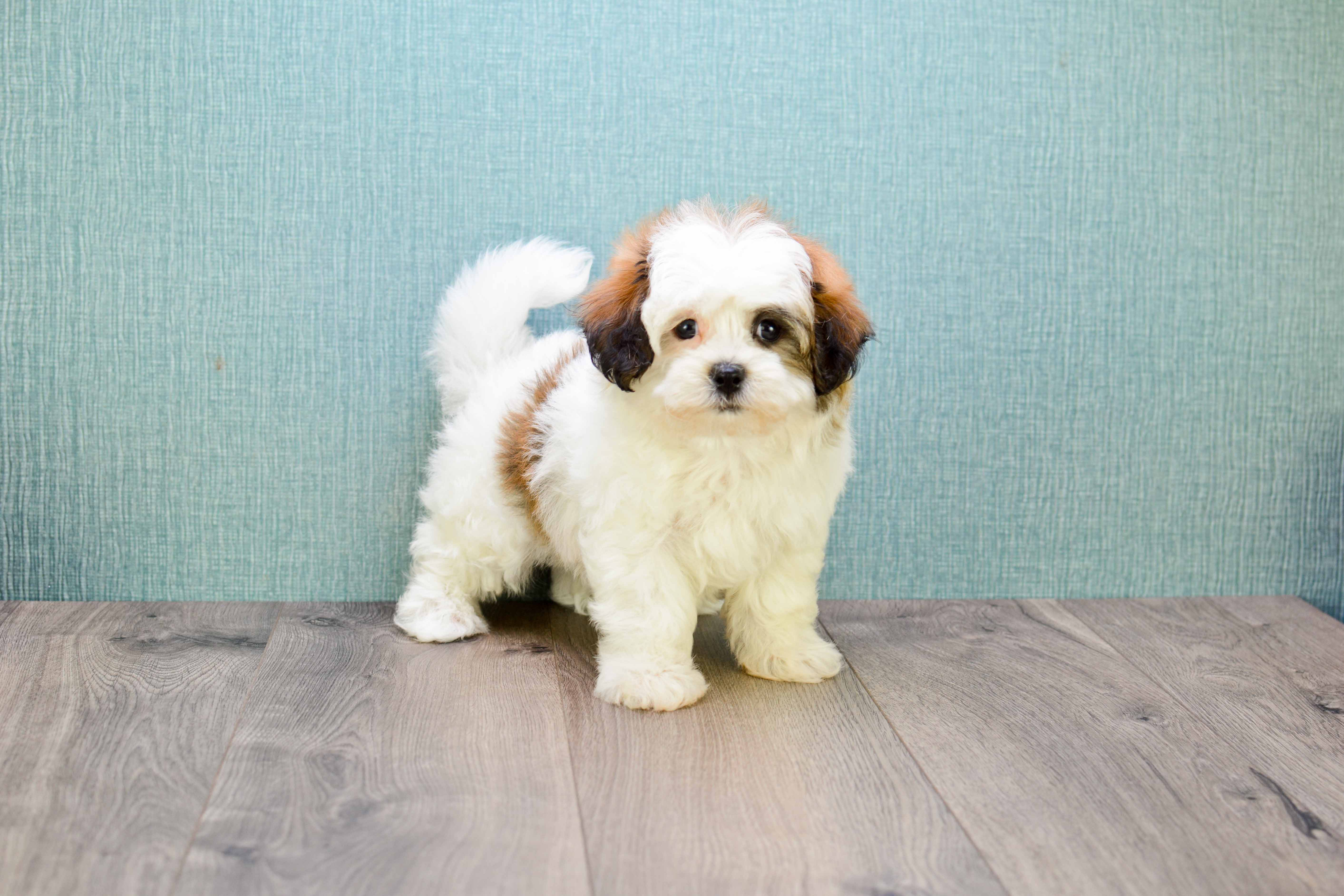 Teddy Bear Puppy for Adoption