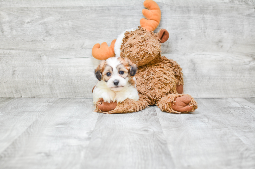 Teddy Bear Pup Being Cute