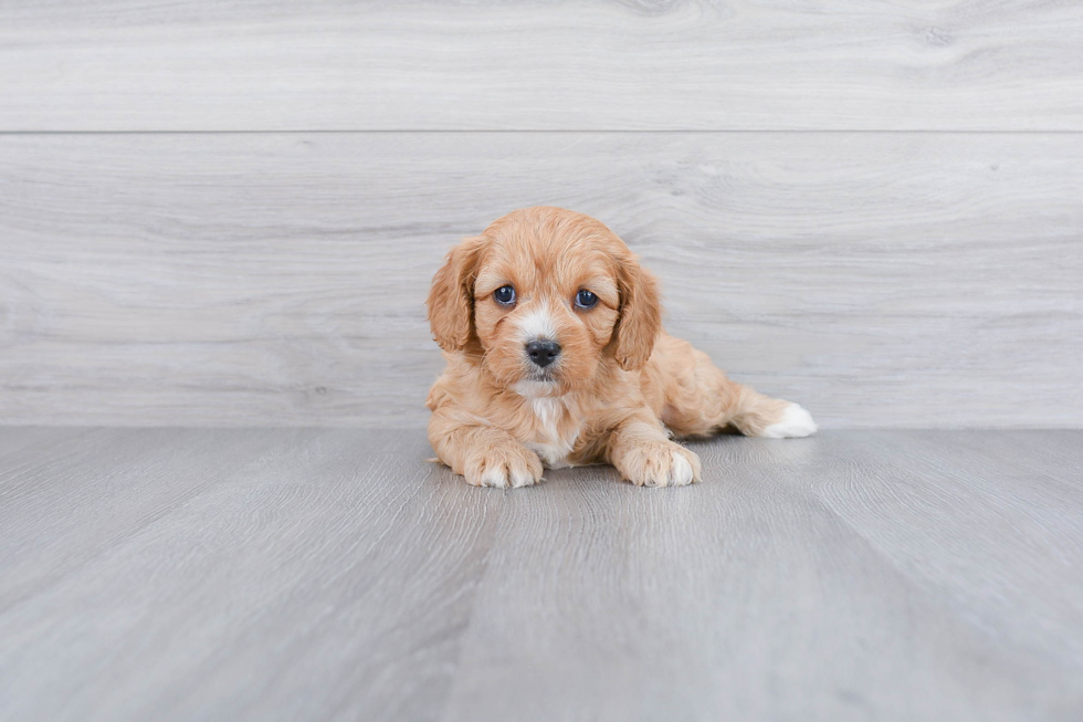 Best Cavapoo Baby