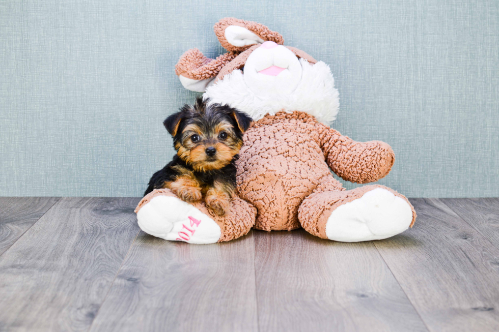 Meet Goldie - our Yorkshire Terrier Puppy Photo 