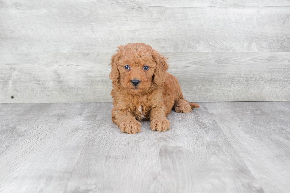 Petite Mini Goldendoodle Poodle Mix Pup