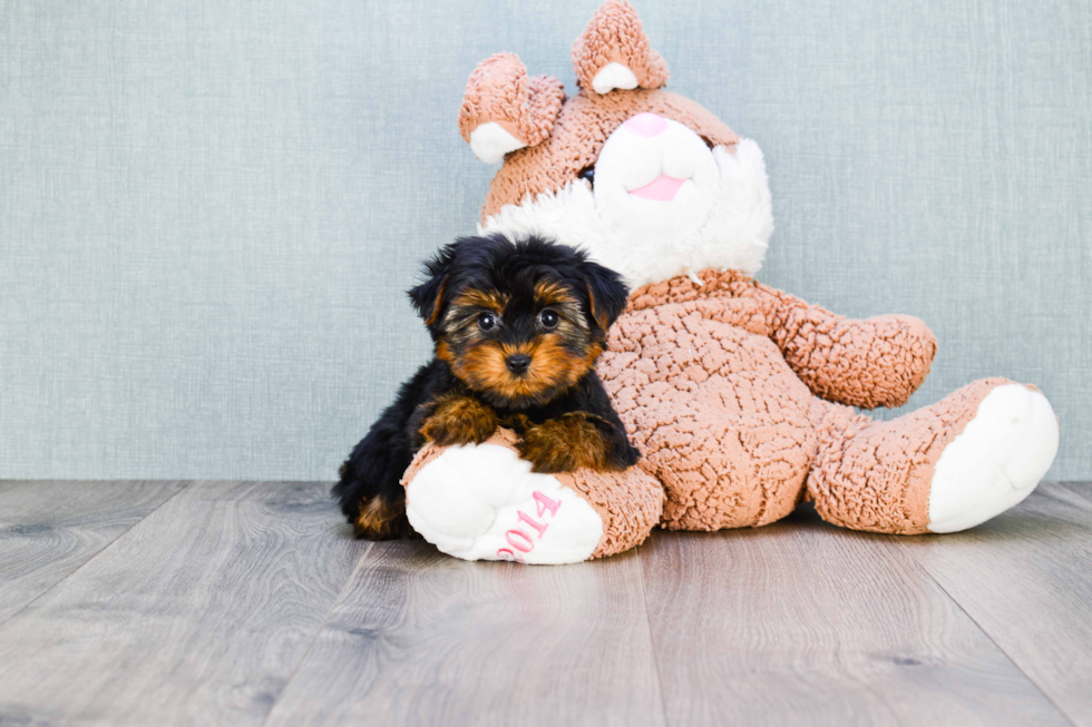 Meet Nugget - our Yorkshire Terrier Puppy Photo 