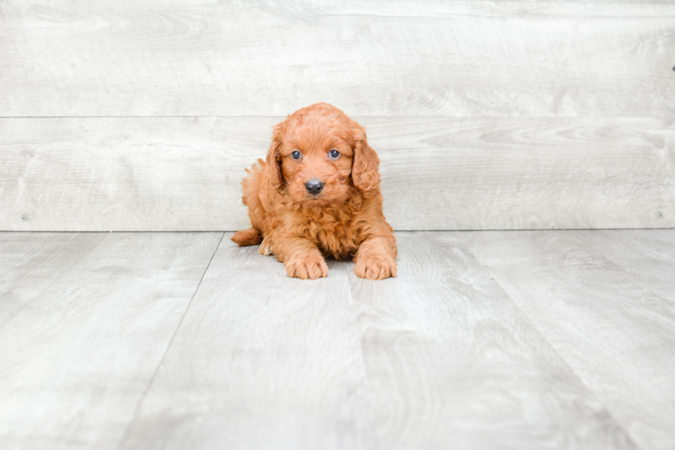 Fluffy Mini Goldendoodle Poodle Mix Pup