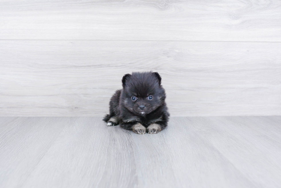 Small Pomeranian Baby