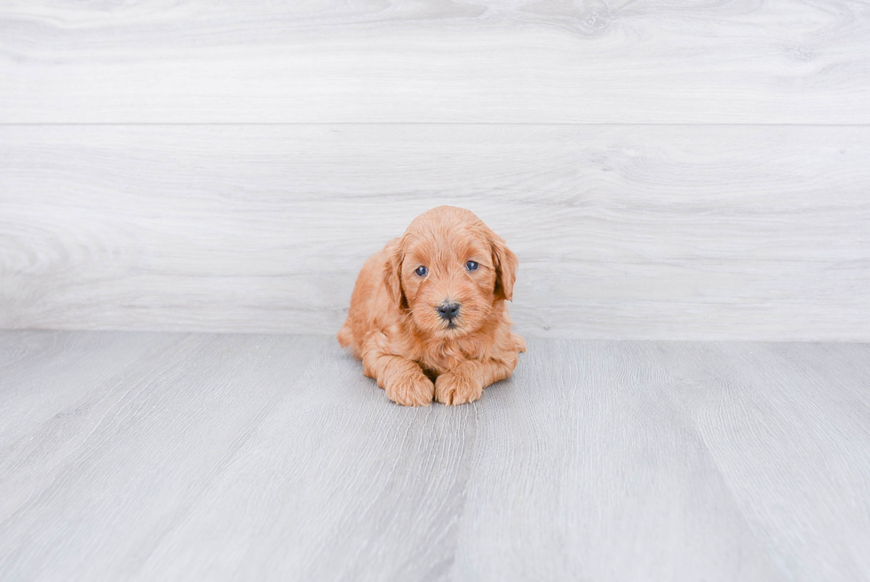 Petite Mini Goldendoodle Poodle Mix Pup