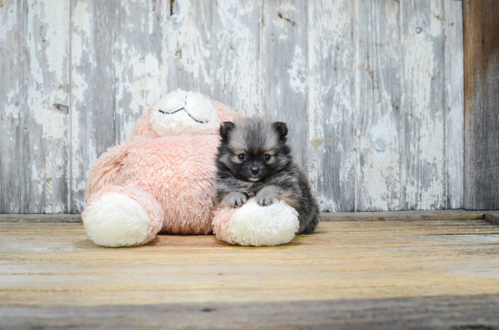 Little Pomeranian Purebred Pup