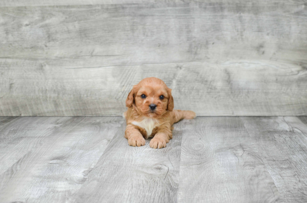 Hypoallergenic Cavoodle Poodle Mix Puppy