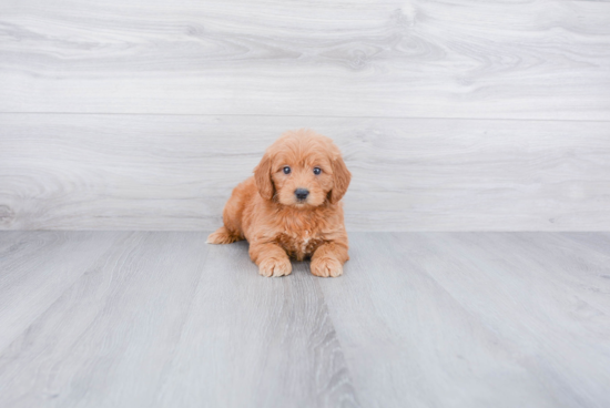 Sweet Mini Goldendoodle Baby