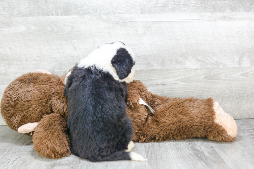 Little Mini Berniedoodle Poodle Mix Puppy