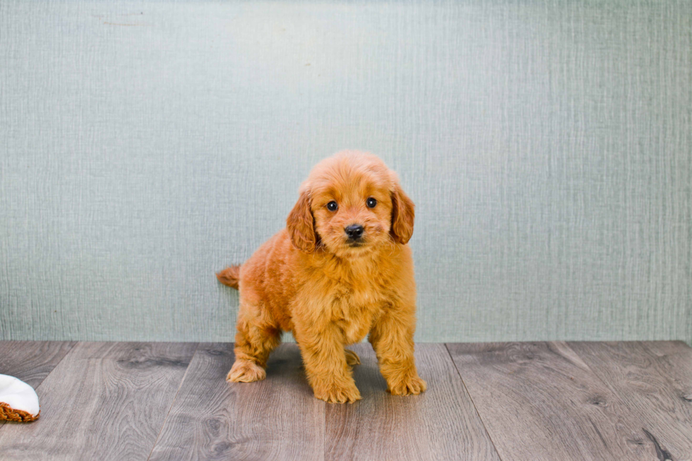 Cute Mini Goldendoodle Baby