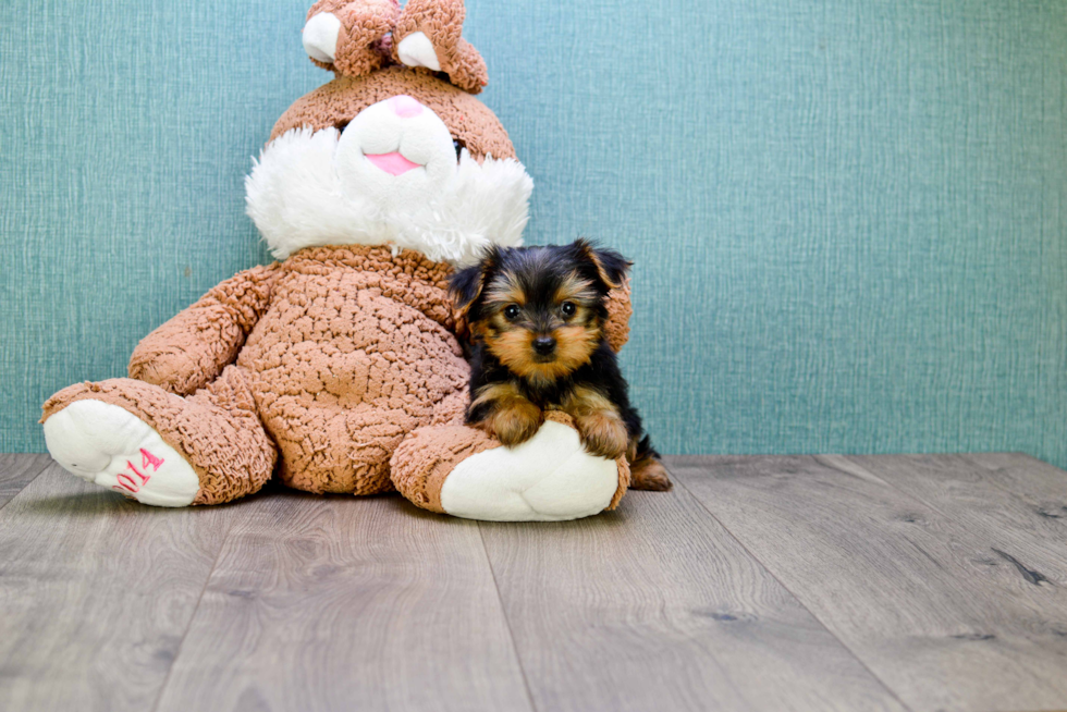 Meet Steph - our Yorkshire Terrier Puppy Photo 