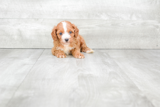 Smart Cavapoo Poodle Mix Pup