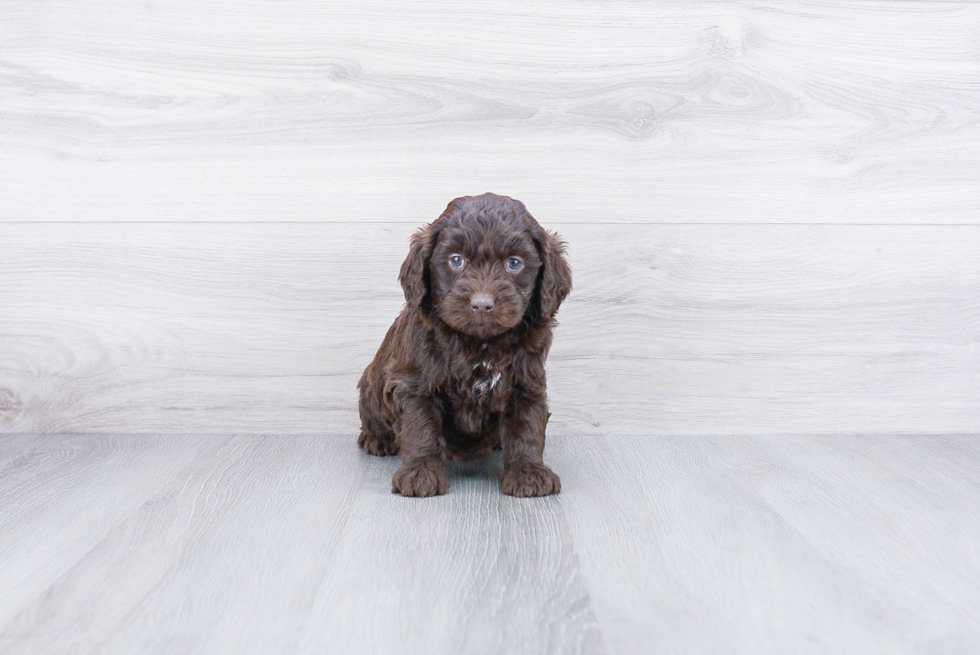 Fluffy Mini Goldendoodle Poodle Mix Pup