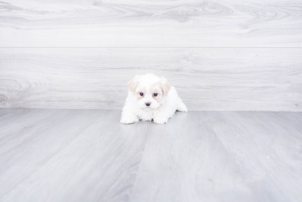 Popular Maltipoo Poodle Mix Pup