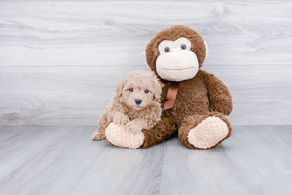 Energetic Cavoodle Poodle Mix Puppy