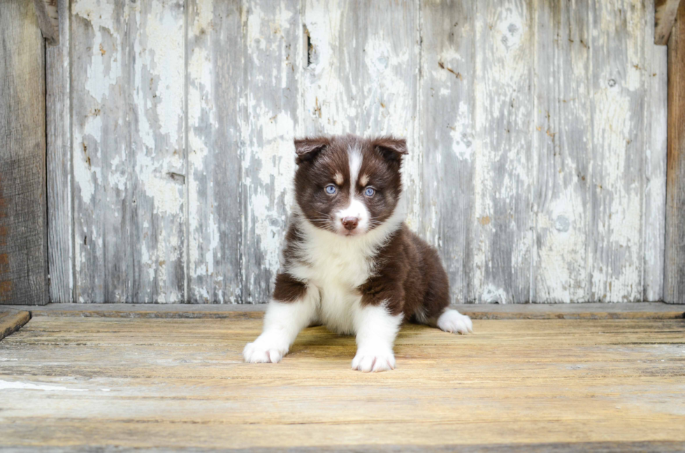 Pomsky Pup Being Cute