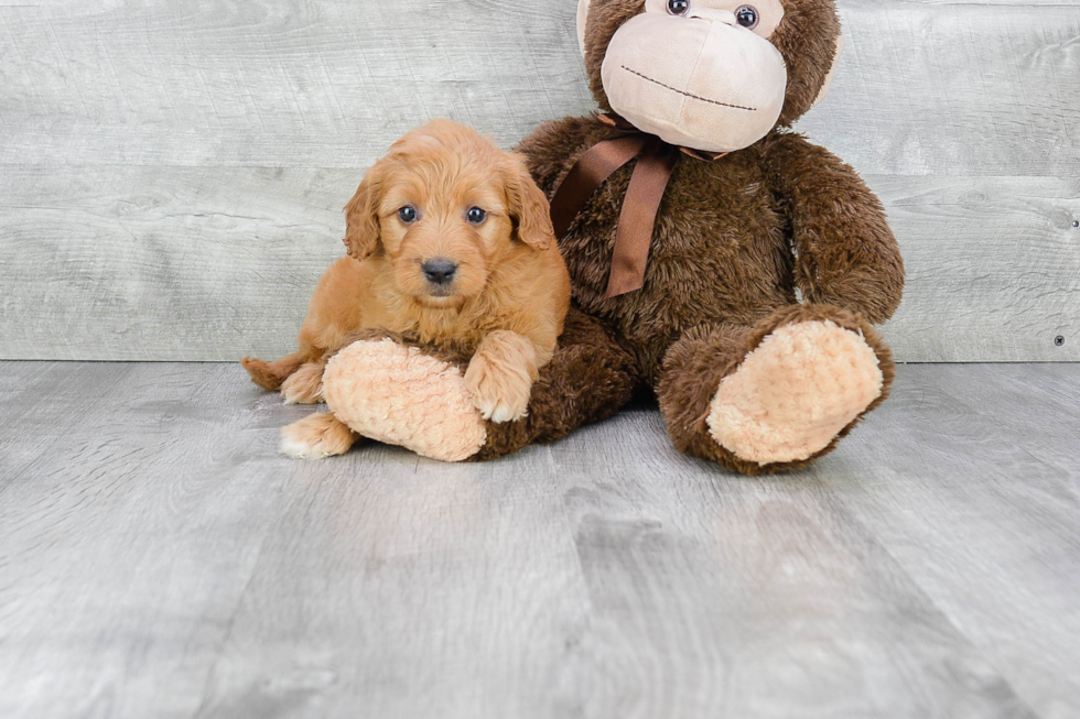 Mini Goldendoodle Puppy for Adoption